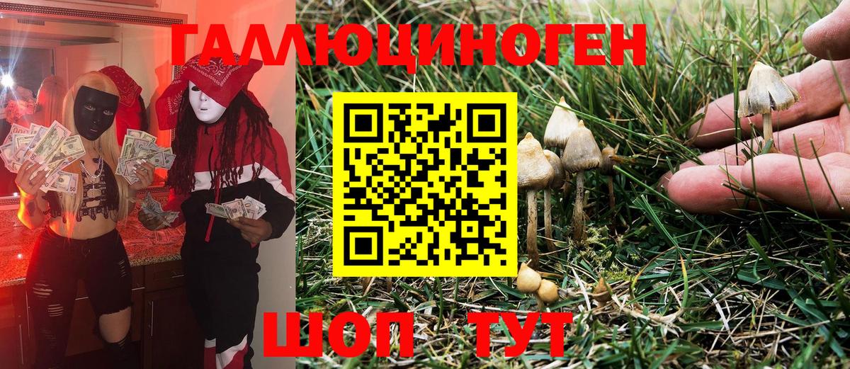 Псилоцибиновые грибы Psilocybine cubensis Дербент